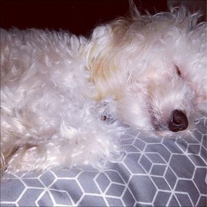 Meet your Posher, Danitza